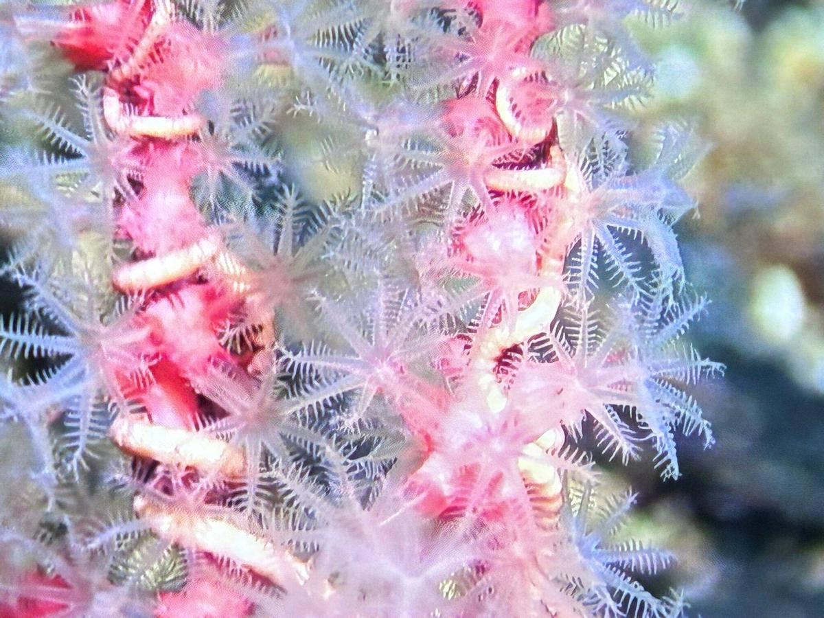 Ophiocreas oedipus sobre Coralliidae detectado en la campaña del IEO en los montes submarinos de Canarias.