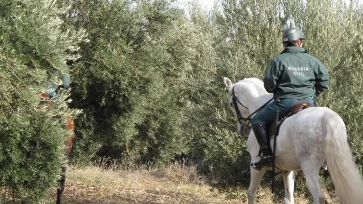 Guardia Civil a caballo para prevenir el robo de aceitunas.