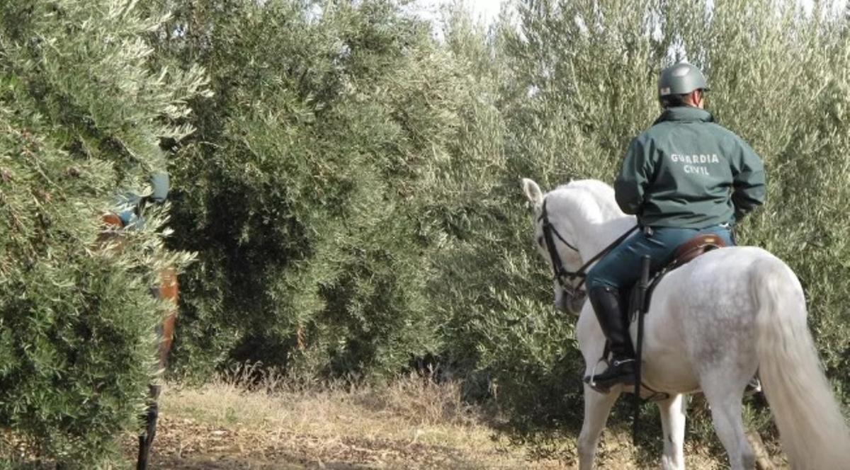 Guardia Civil a caballo para prevenir el robo de aceitunas.