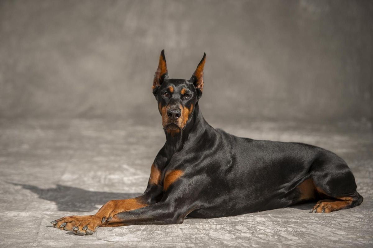 Doberman
