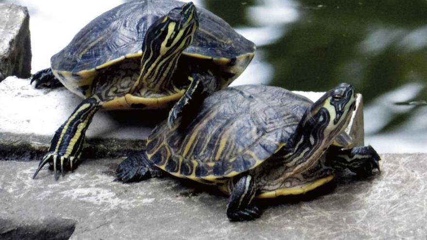 Doscientas especies invasoras amenazan ríos, mares y lagos