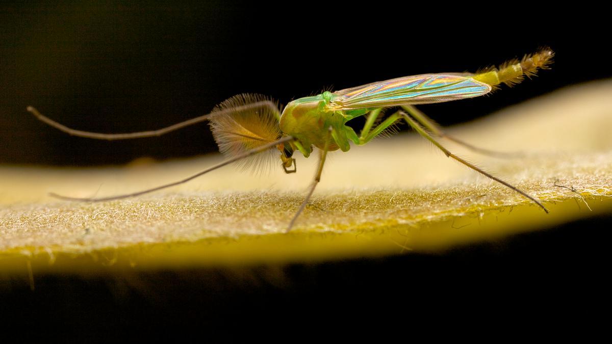 La planta de moda que tienes que poner en casa para deshacerte de los mosquitos