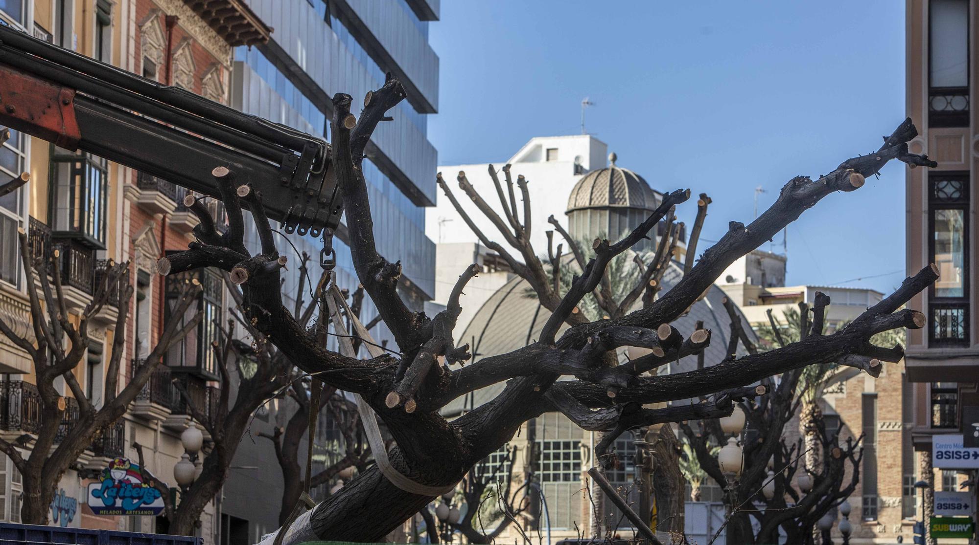 Tensión en el centro de Alicante por la tala de las melias