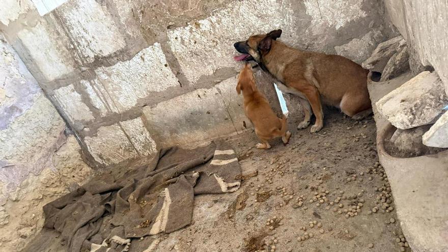 VÍDEO | Denuncian el mal estado de unos perros en una finca de Llubí
