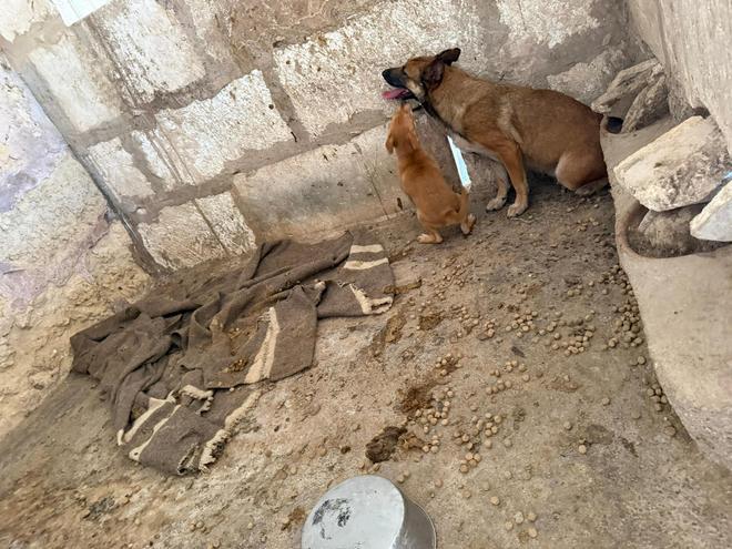Denuncian el mal estado de unos perros en una finca de Llubí