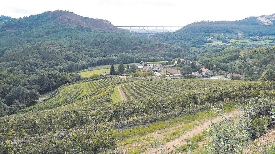 Llamamiento a las corporaciones municipales del Val do Ulla para impulsar alternativas a los macrocultivos de viñedos