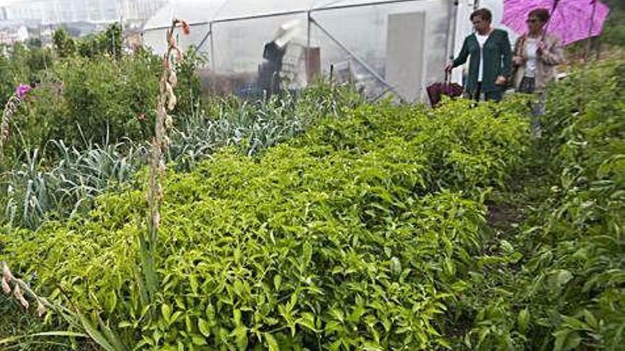 Huerta urbana en Feáns, una de las iniciativas de cultivo ecológico en el entorno de A Coruña.