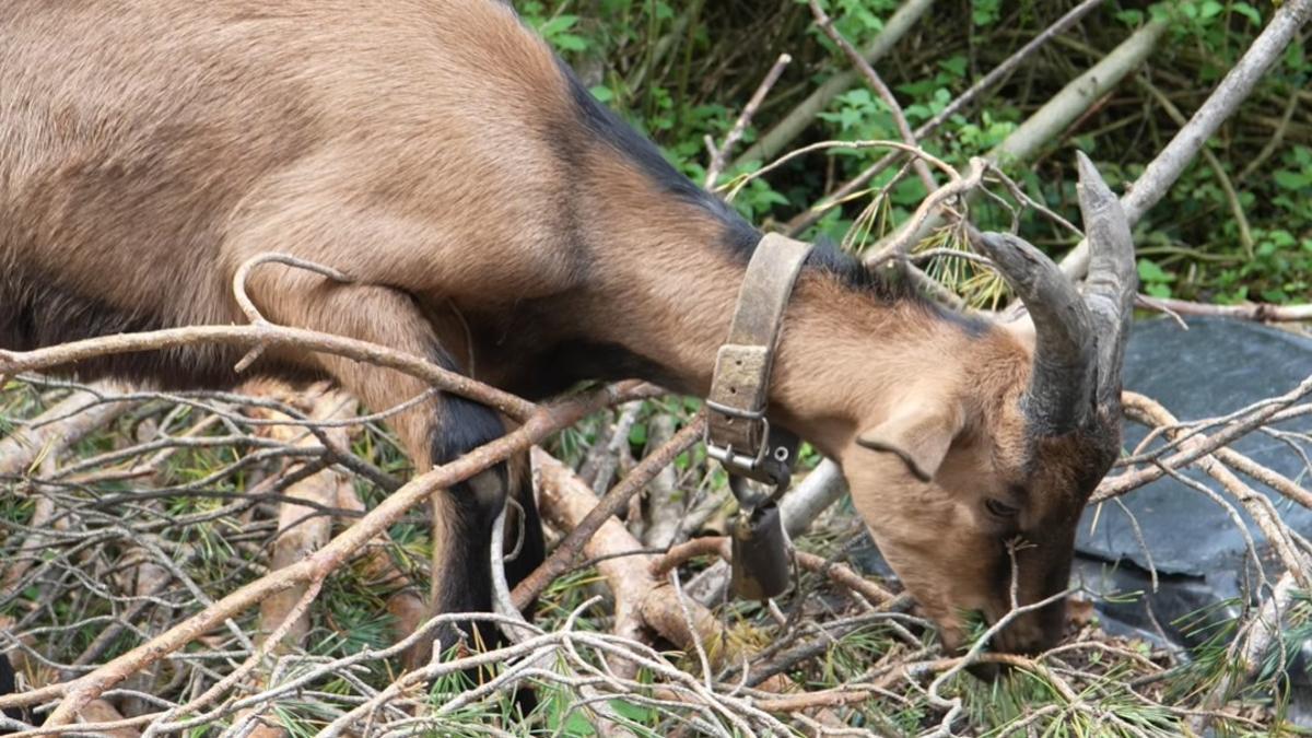 Arnau muestra varios de sus animales, que van desde gallinas, gallos y conejos hasta cabras y gatos.