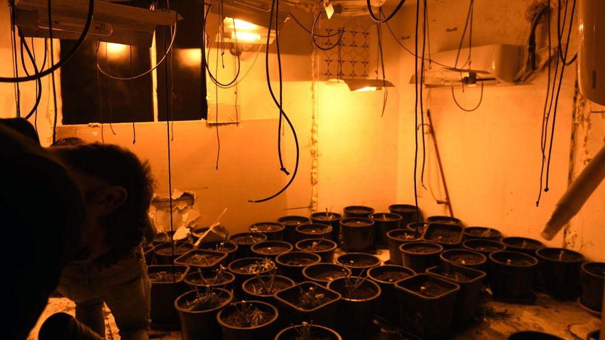La redada en La Paz de Murcia se salda con un detenido y más de 800 plantas de marihuana decomisadas
