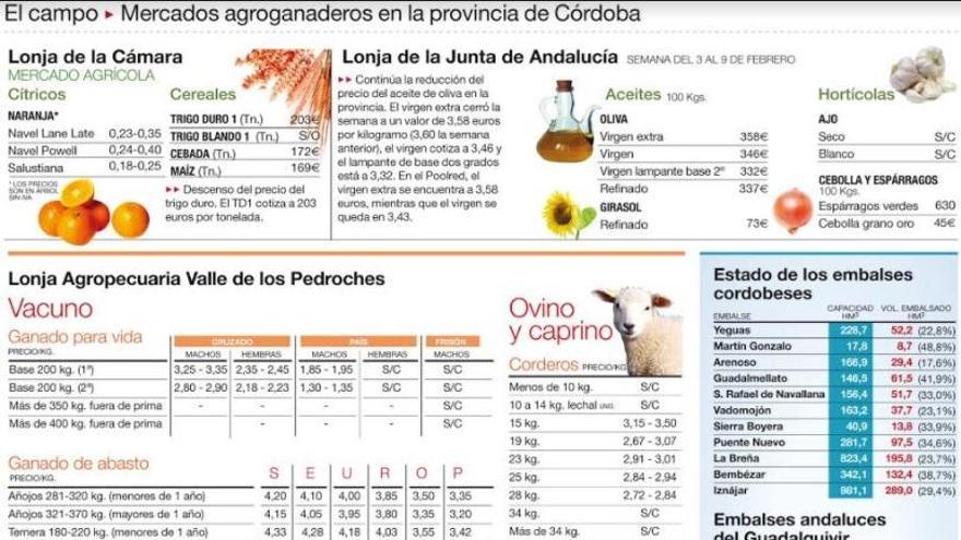 Sigue la recogida de la aceituna y de la naranja