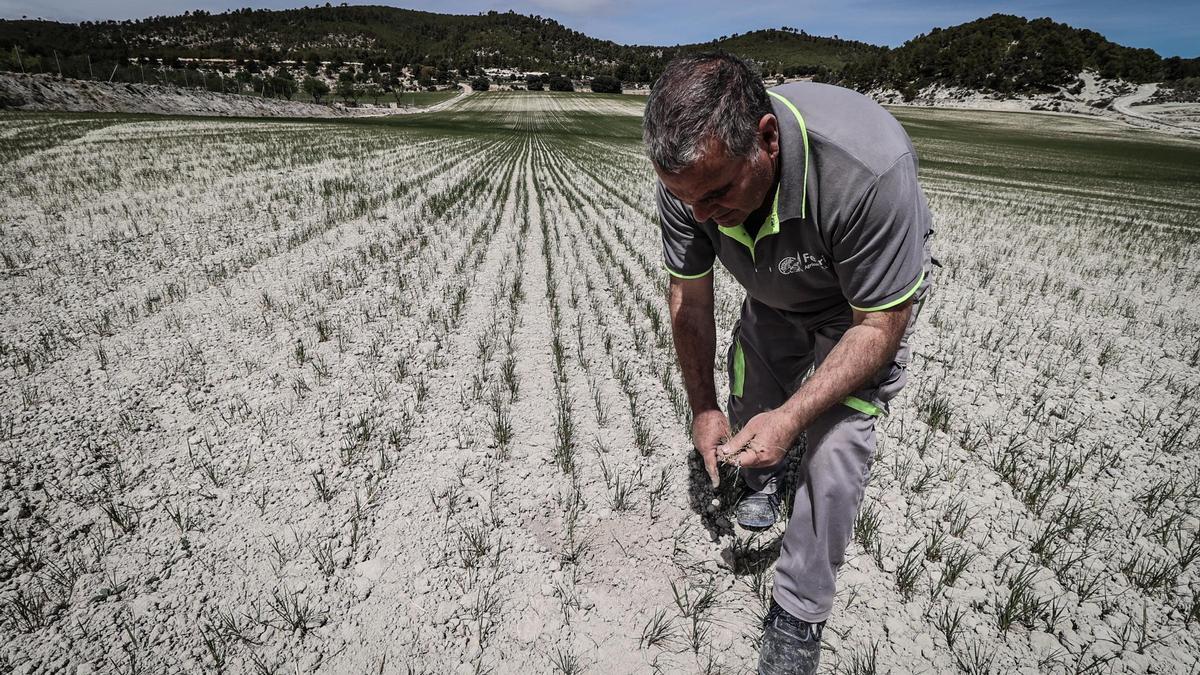 Un agricultor muestra los efectos de la sequía en los campos de cereales del interior de la provincia.