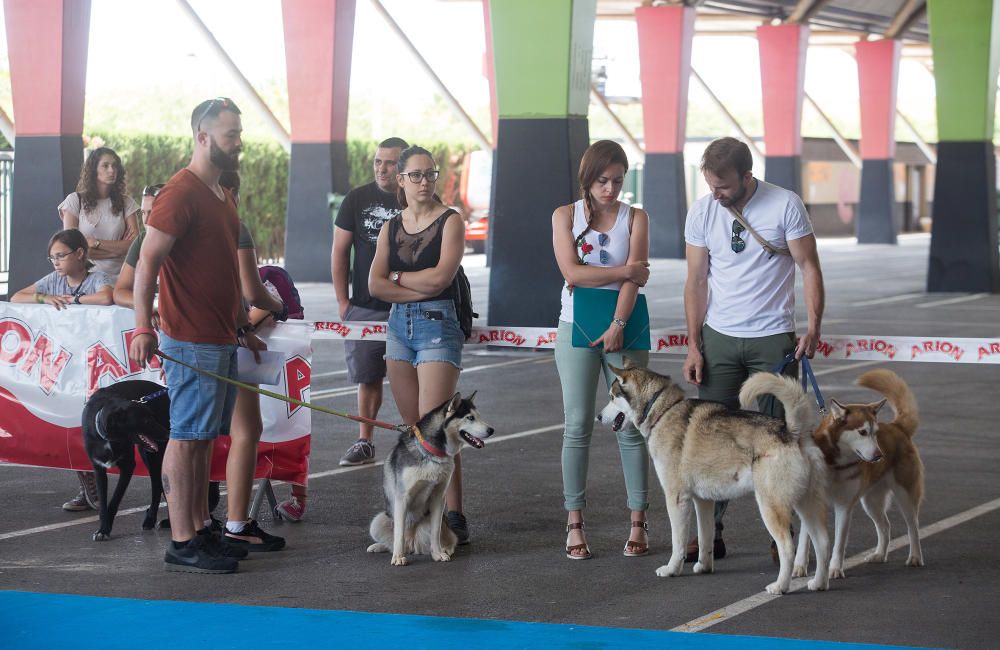 Los mejores perros se dan cita en Castelló