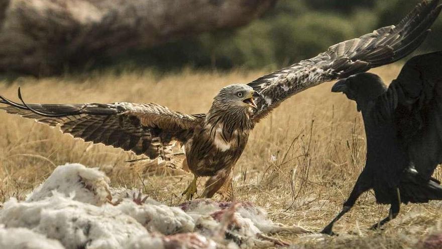 Muladar en la Reserva Biológica Campanarios de Azaba, donde un milano real pelea con un cuervo.