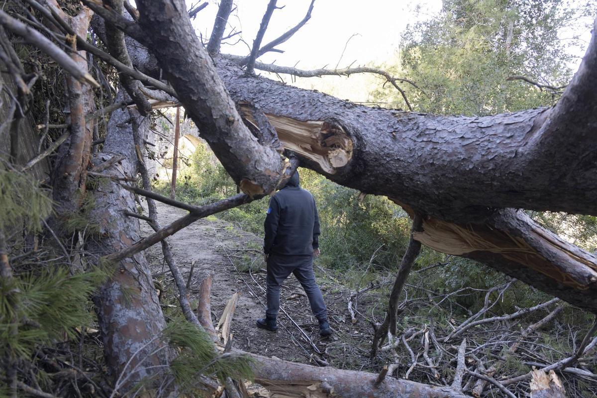 Un home passeja pel camí de la Cova Negra, a on s’han desplomat diversos pins grans