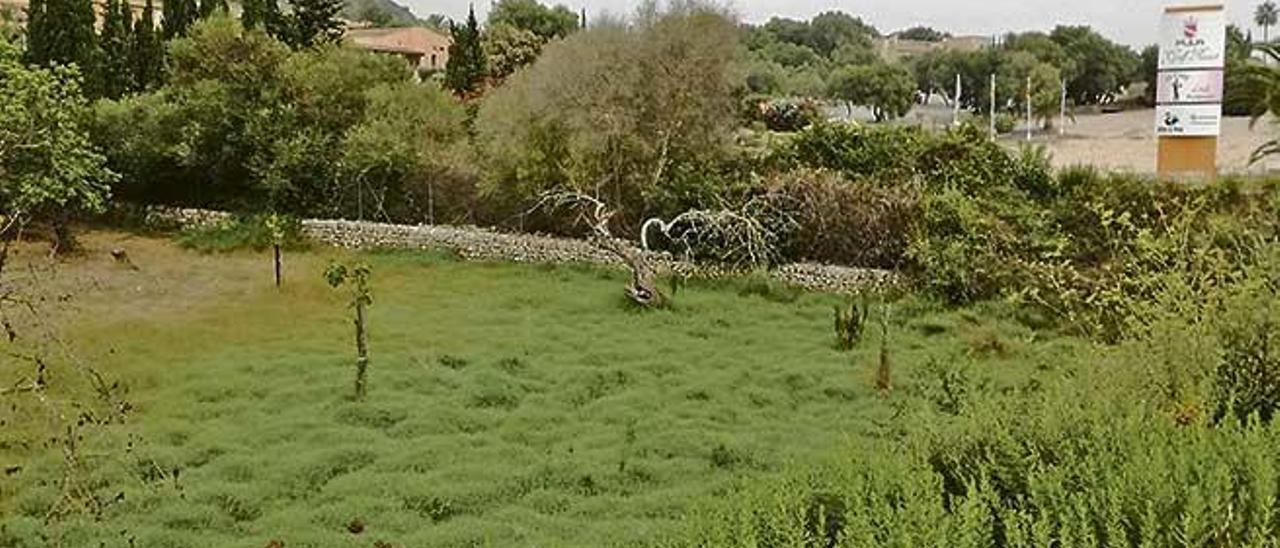 Imagen de la zona de la finca colindante con el Petit Hotel ses Cases de Pula, donde se filtra el agua bajo el verde.