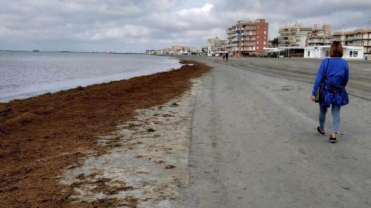 Una de las playas urbanas de Santa Pola con restos de posidonia los días previos a la Semana Santa.  | INFORMACIÓN