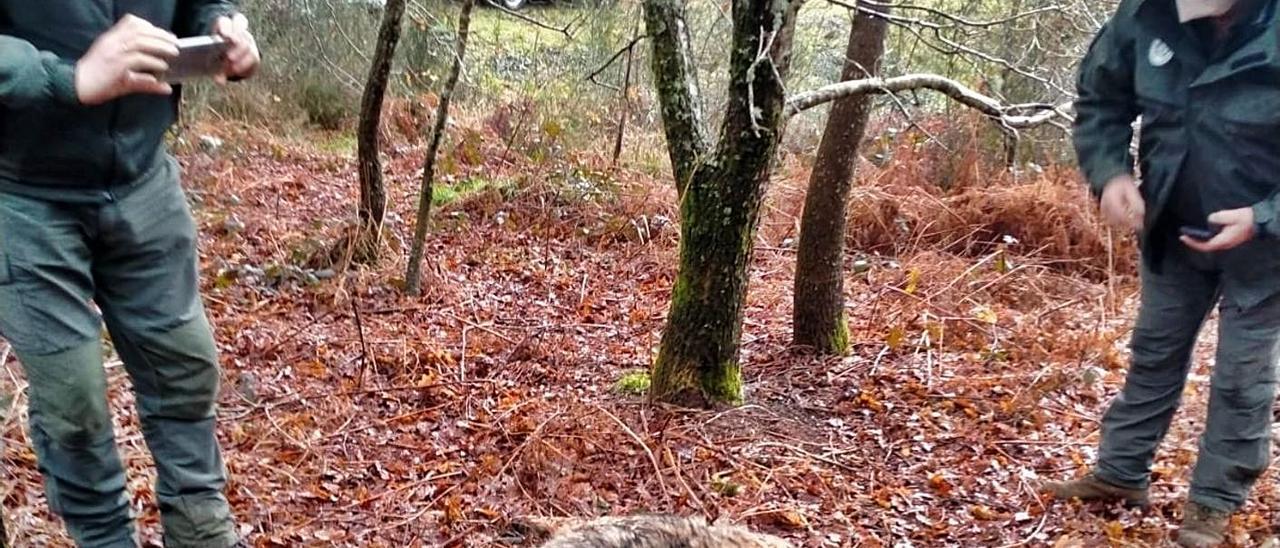 Agentes de la Xunta toman imágenes del animal. |  // APRAFOGA