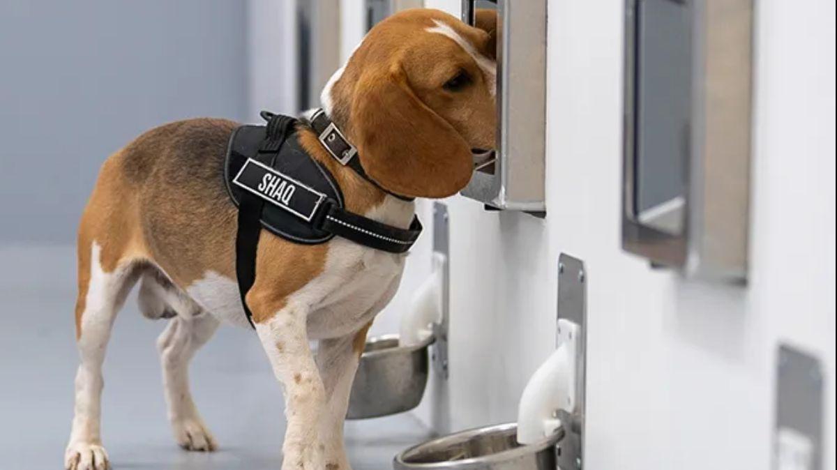 Uno de los perros que pueden detectar el cáncer junto a herramientas de IA.