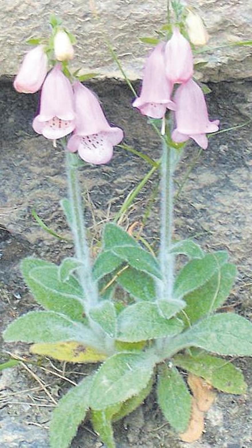 Der Fingerhut wächst wild in den Felsspalten der Serra de Tramuntana.