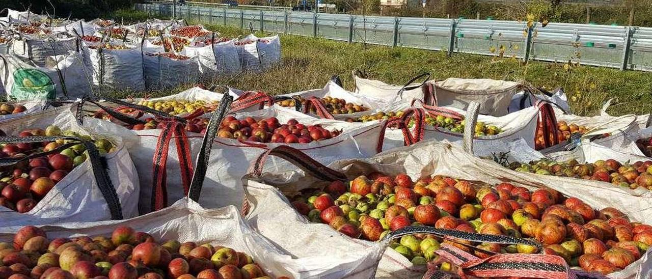 Manzana asturiana del excedente de la cosecha de este año, recogida para vender a Lérida para hacer zumo.