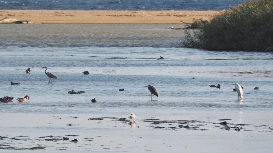 El delta de la Tordera: un nou oasi per als ocells migratoris