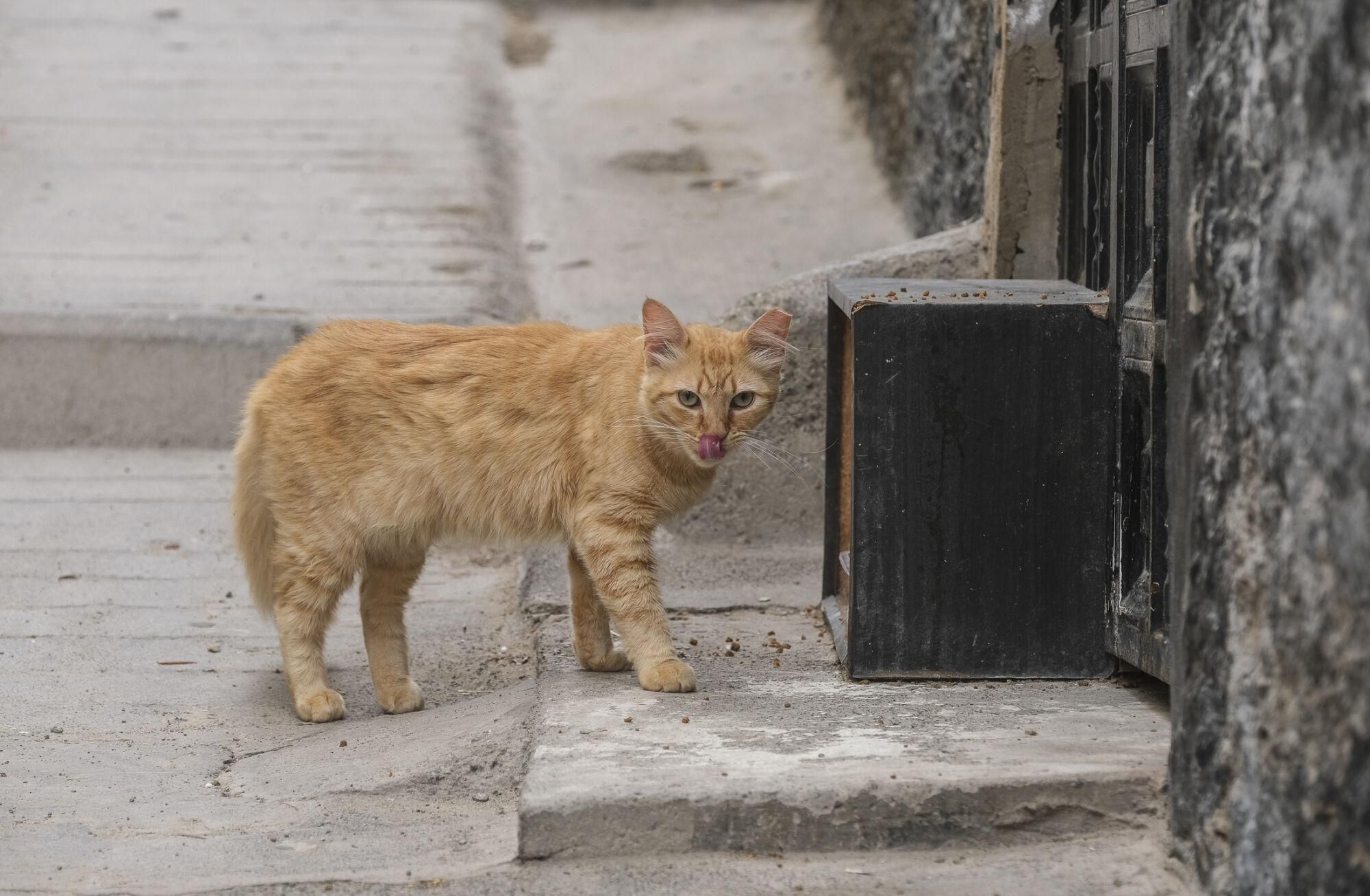 Suelta de gatos castrados en El Risco de San Nicolás