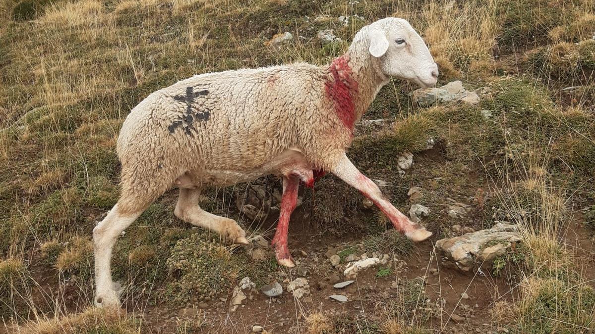 Una de las ovejas que resultó herida tras el último ataque del oso en el valle de Hecho.