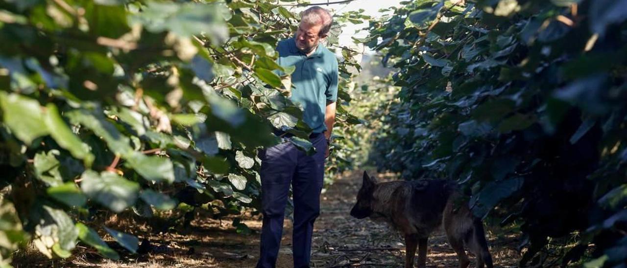 Juan Cimas, ayer por la mañana, recorriendo uno de los pasillos de la finca plantada de kiwis en la isla Arcubín de Soto del Barco.