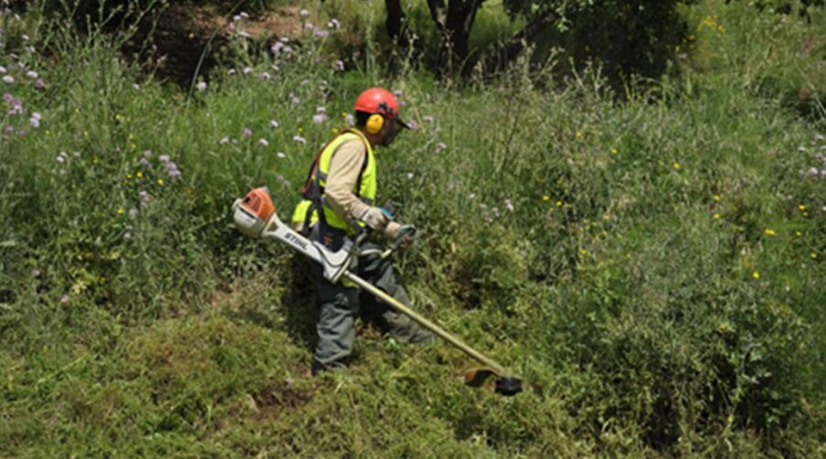 Un operario municipal haciendo labores de desforestación