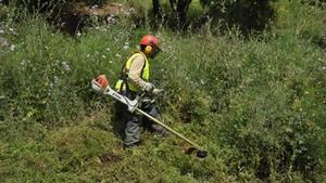 Un operario municipal haciendo labores de desforestación