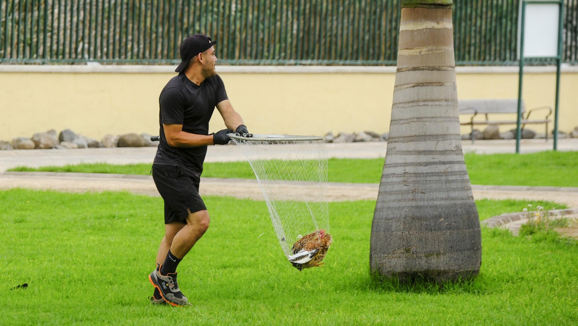El Ayuntamiento retira los gallos de La Paterna tras varias quejas vecinales y antes de aplicar la desratización