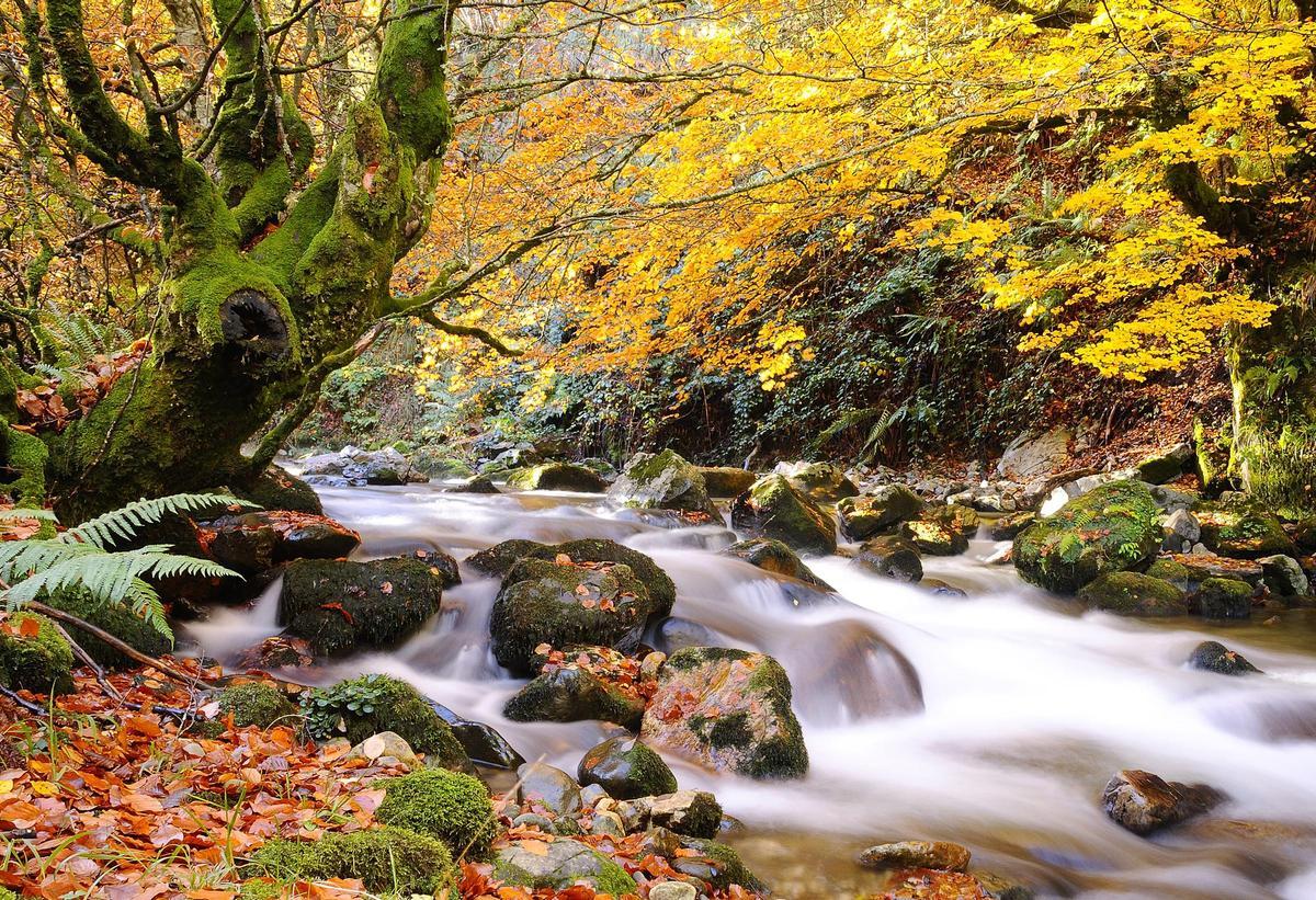 Otoño en Redes