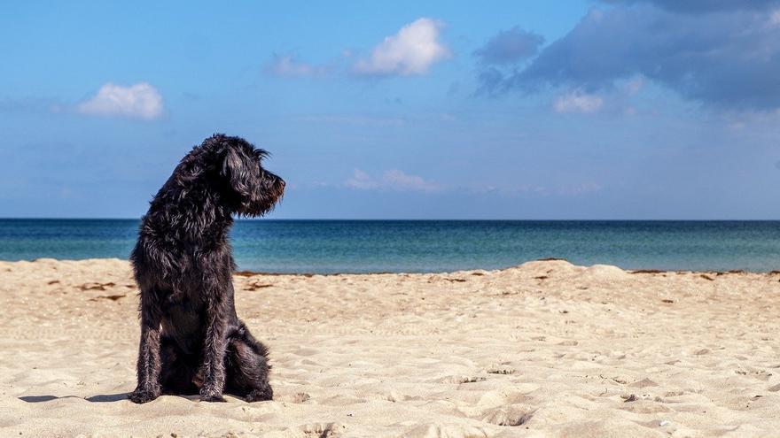 Si quiere a su perro, olvídese de Google