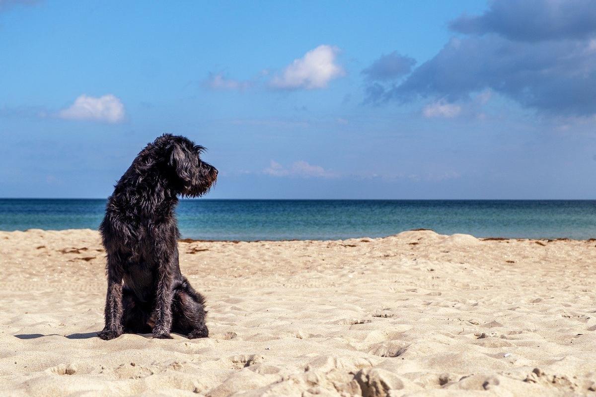 MASCOTAS | Si quiere a su perro, olvídese de Google