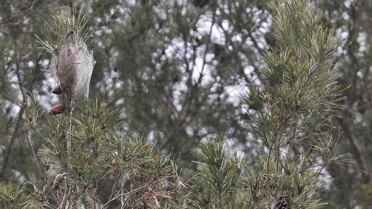 Una bossa de processionària al parc de les Pedreres, en una imatge d&#039;arxiu.