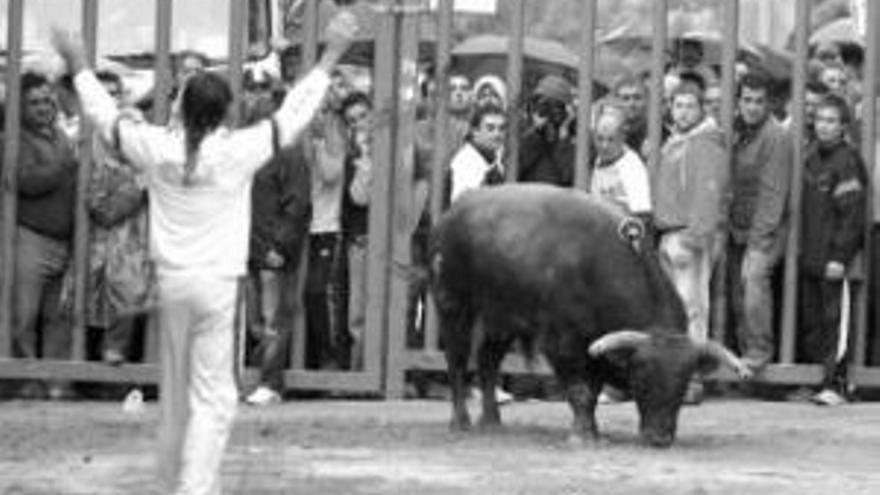 Un toro hiere de muerte a un vecino de les Alqueries