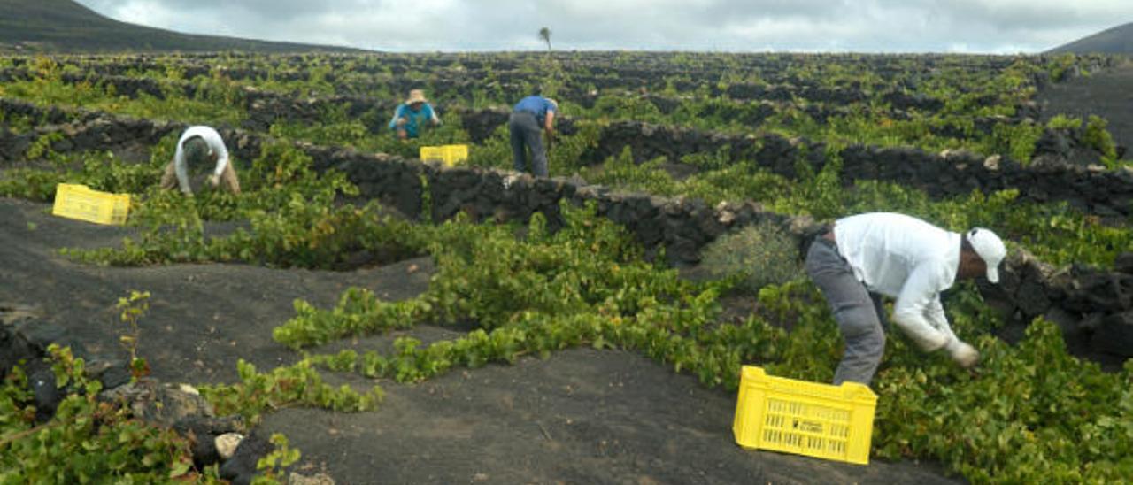 Lanzarote finaliza la vendimia más abundante de los últimos 25 años