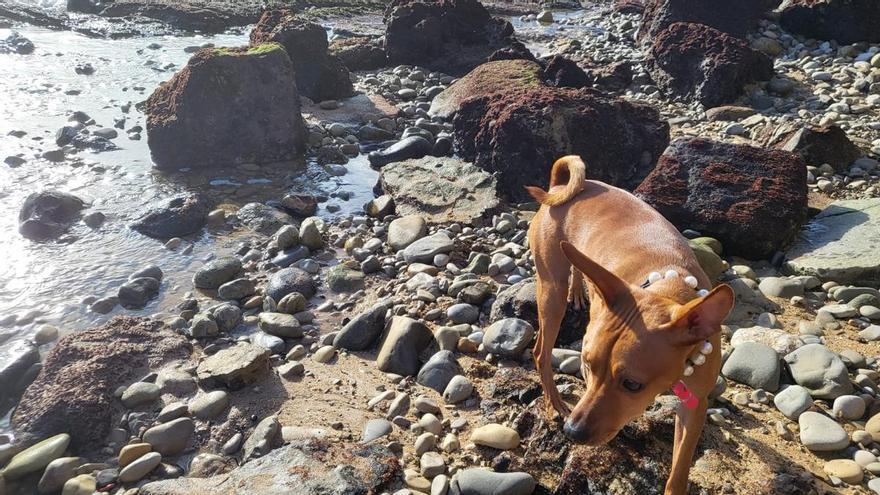 El truco definitivo para que tu perro deje de morder tus zapatillas
