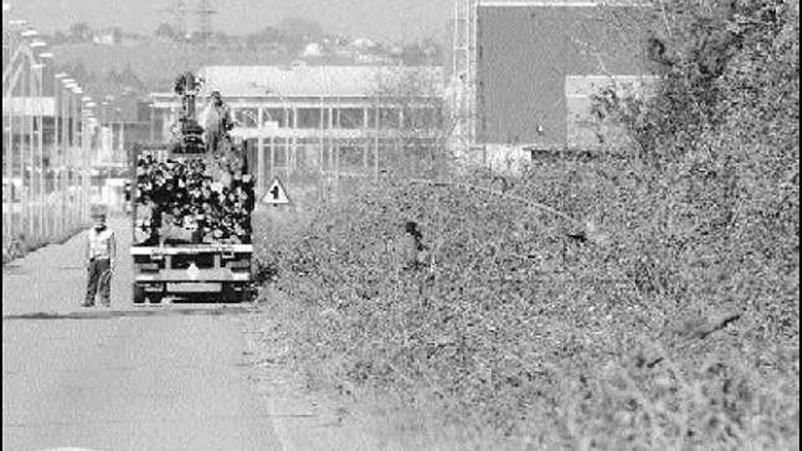 Operarios, ayer, durante la tala de los árboles en la carretera Norte del Parque Empresarial.