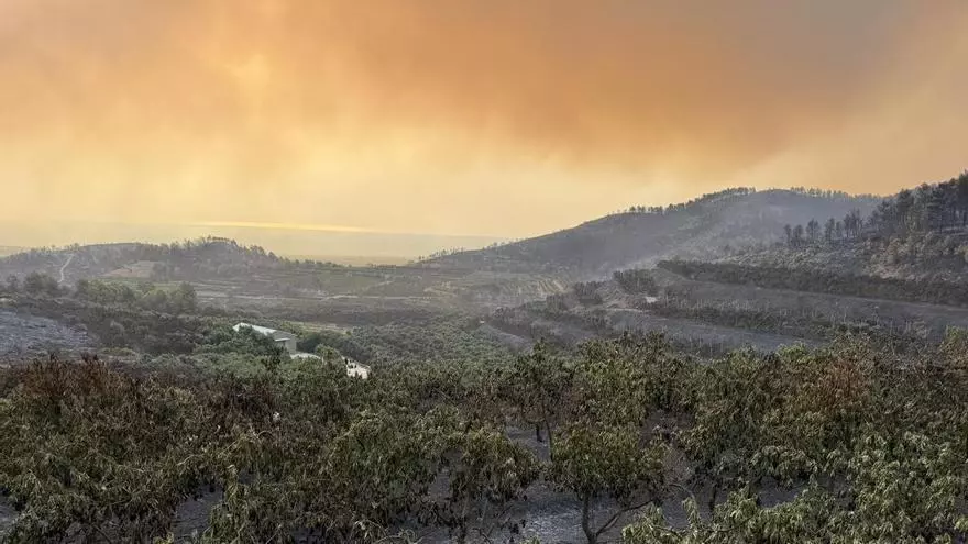 Así quedó la finca de aguacates Penya Alta en Artana tras el paso del incendio forestal de la Vall d'Uixó