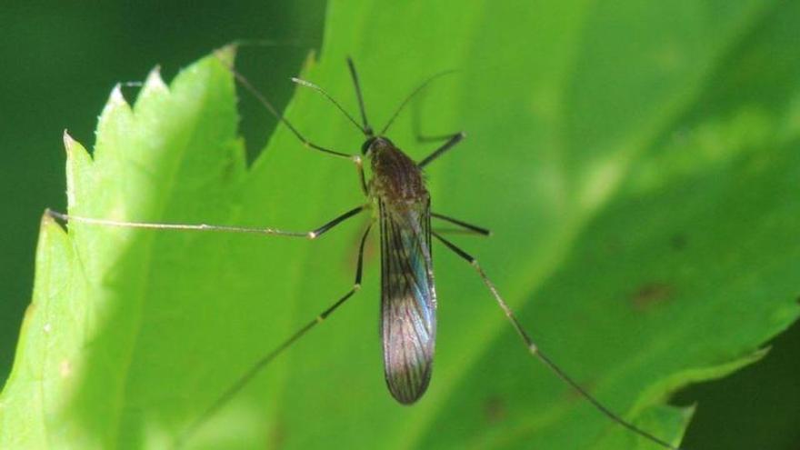 Extremadura suma tres nuevos casos de fiebre del Nilo y eleva a siete los contagios este año