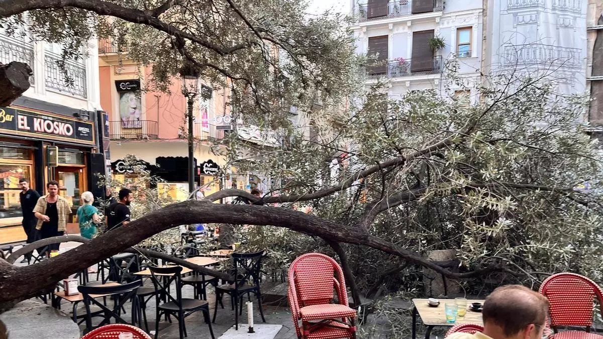 Alerta por el estado del primer olivo de València: "Si una rama cae sobre una persona, la mata"