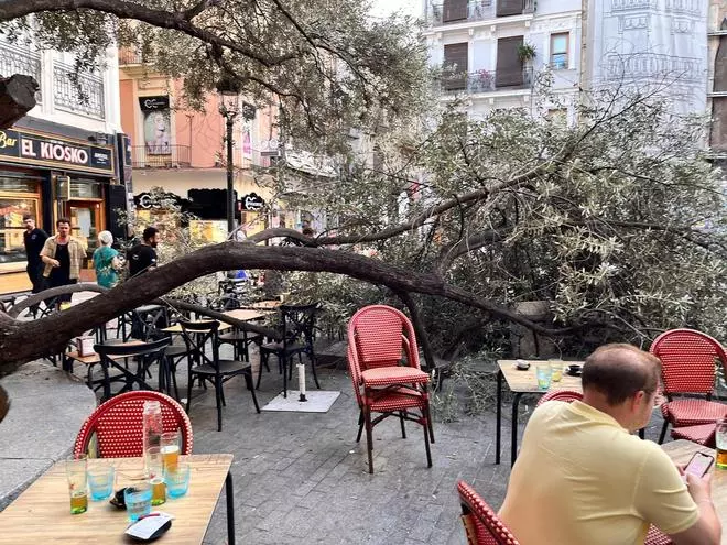 Vecinos y hosteleros de la plaza del Doctor Collado alertan del estado del primer olivo de València