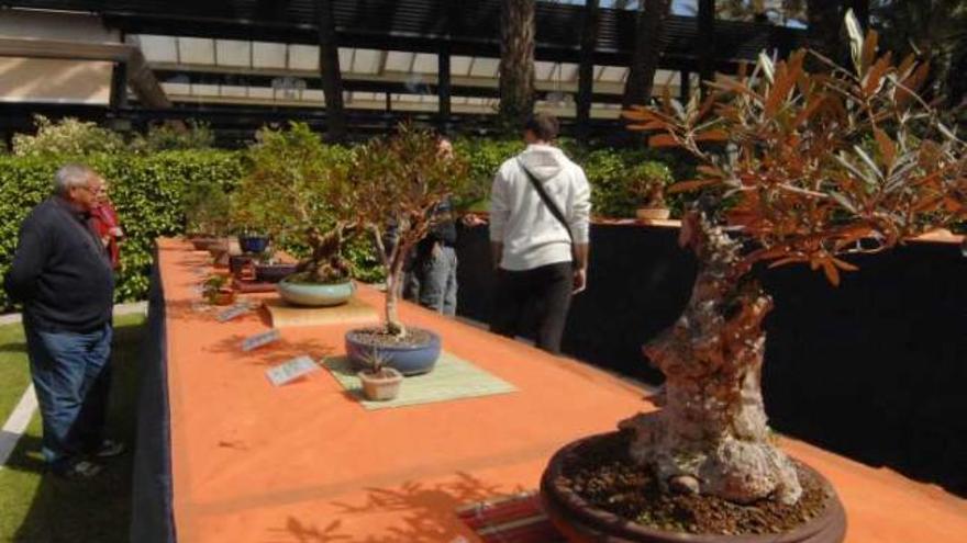 La exposición de bonsáis que se exhibe hasta hoy en la Rotonda del Parque Municipal reúne casi 140 ejemplares y está teniendo una gran afluencia de visitantes.