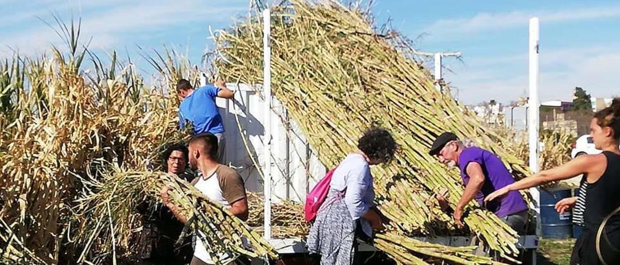 Caña recolectada para el proyecto de bioconstrucción.