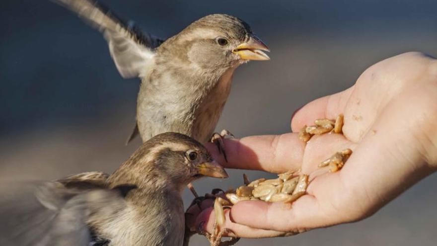 Dos ejemplares de gorrión comen de la mano de una persona.