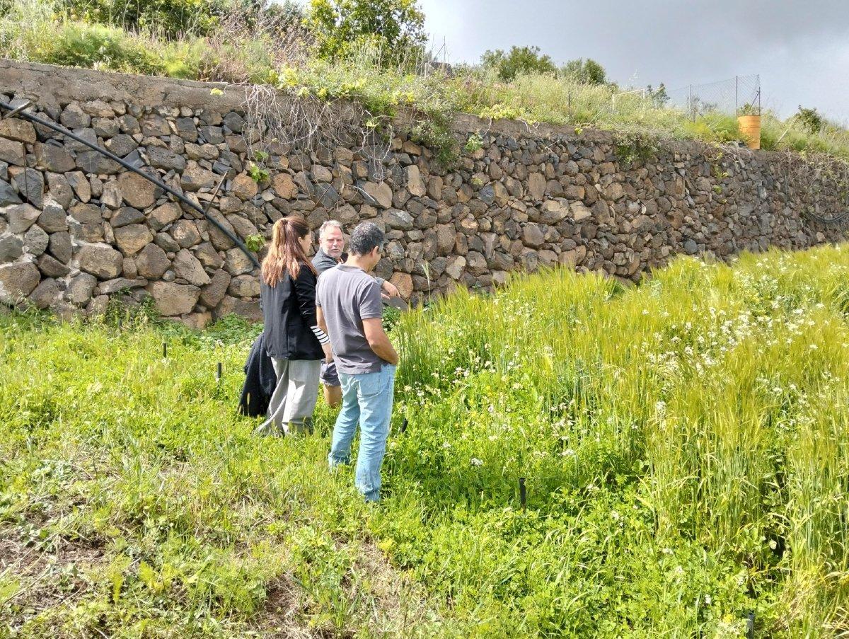 La concejala de Sector Primario de La Laguna, Cristina Ledesma, junto al ingeniero agrónomo Pedro Tenoury, miembro de la de la Asociación para la Producción y Transformación de Cereales (APTC), y Juan Mayato, de Panes del Mundo.