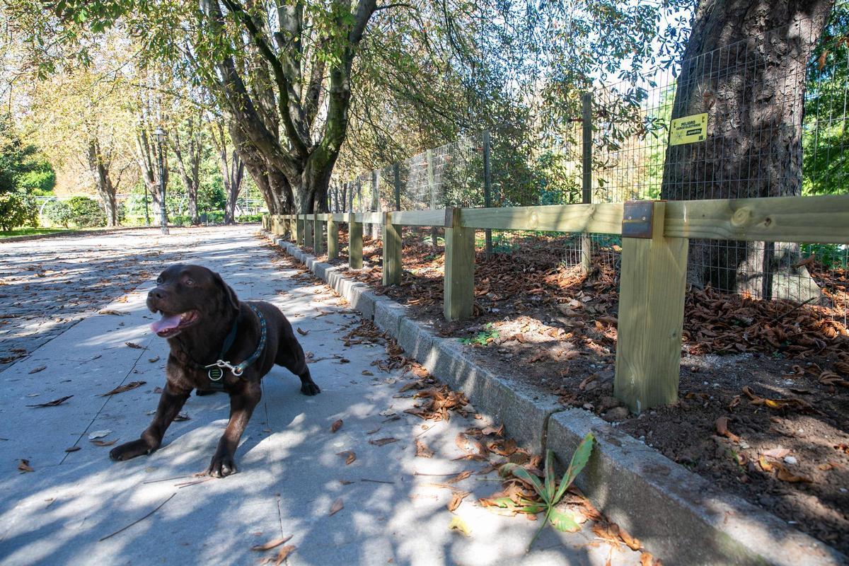 Un perro suelto en el parque Isabel la Católica.