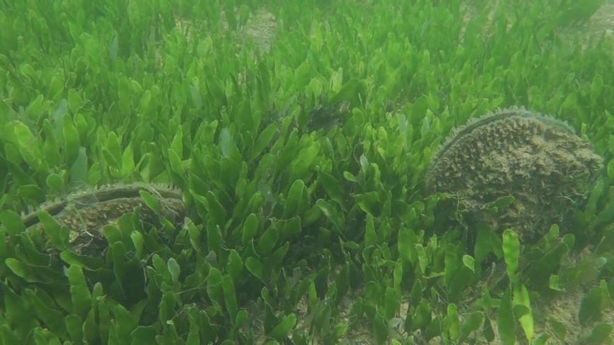 La nacra encuentra en el Mar Menor un santuario