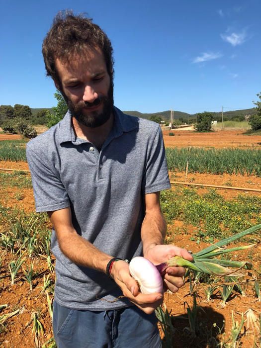 Campaña para impulsar el consumo de la cebolla roja de Ibiza